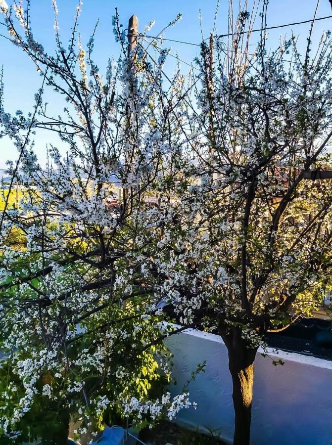 West Garden At Aigio By Greece Apartments Bagian luar foto